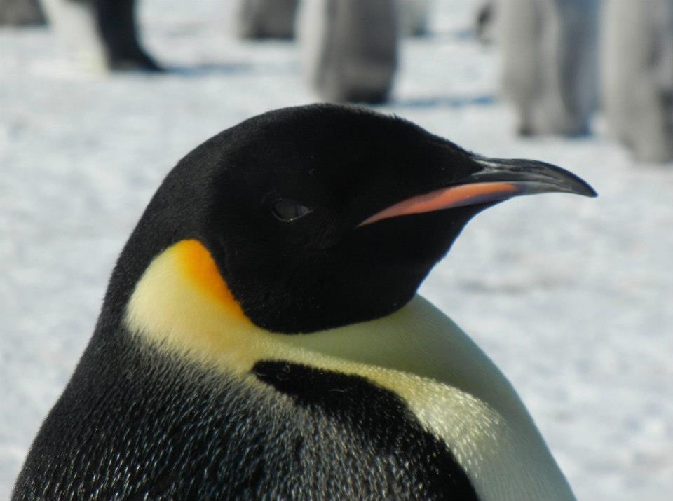 An emperor penguin in Cape Washington, Antarctica